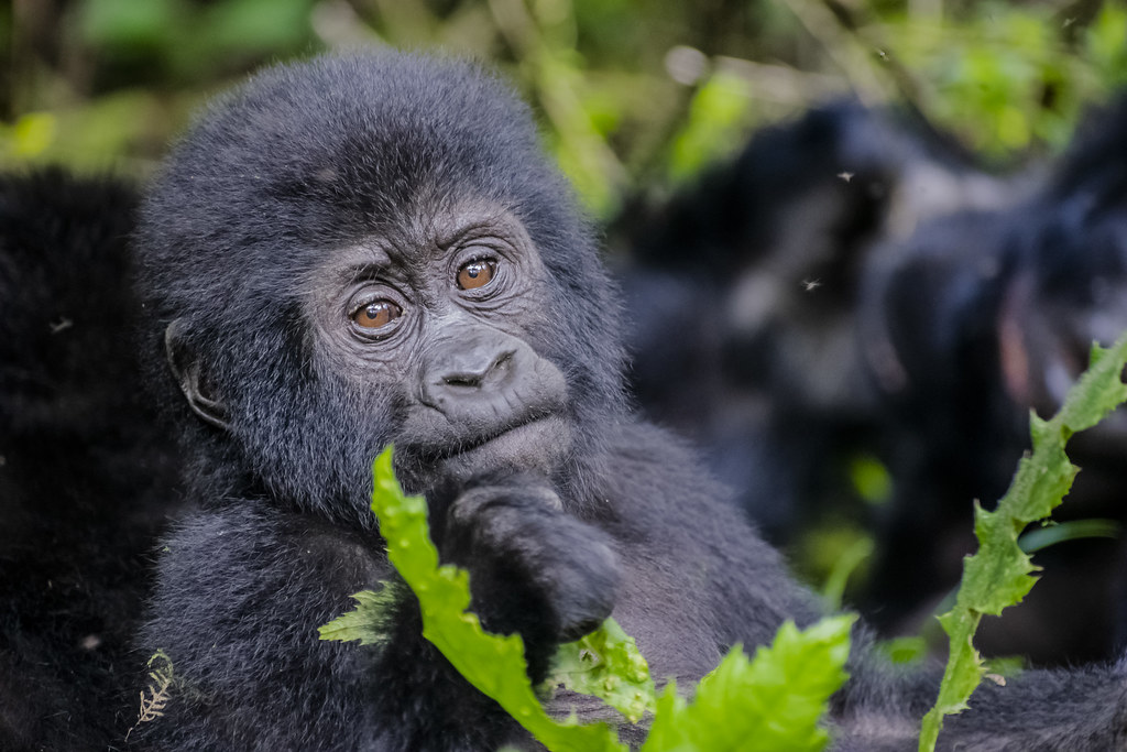 Gorilla safaris can be tailored to suit travelers with tight schedules through well-planned three- or four-day itineraries.