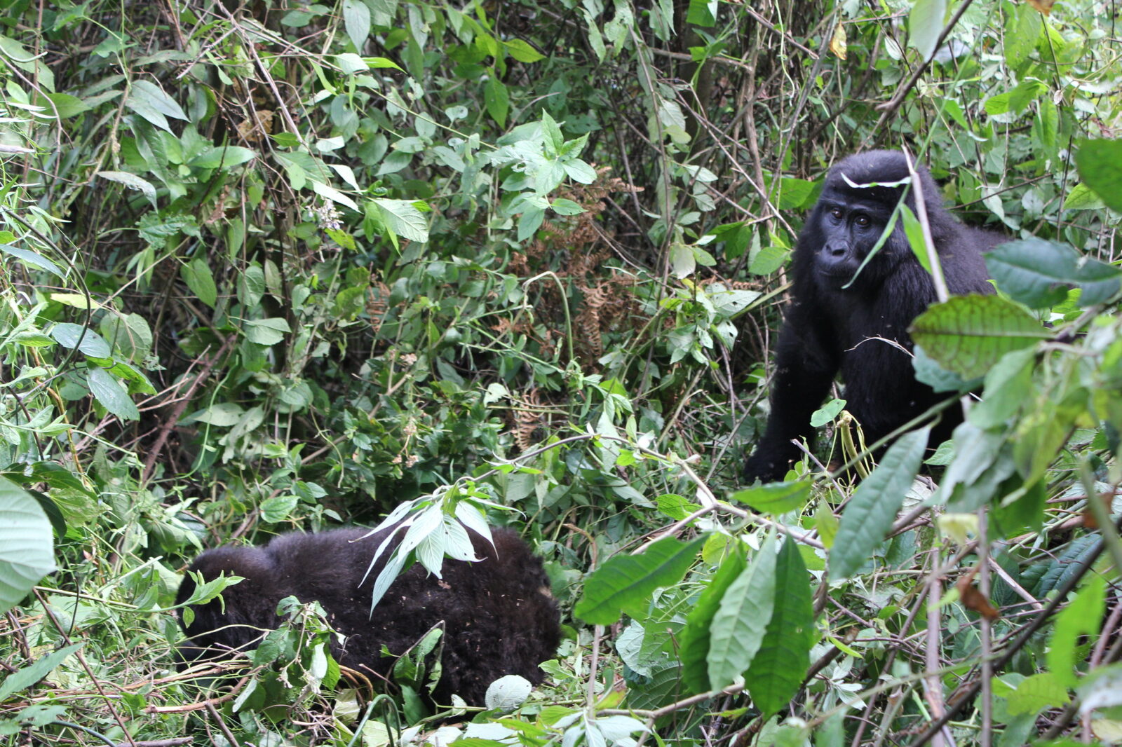 Sanctuary Gorilla Forest Camp, Buhoma