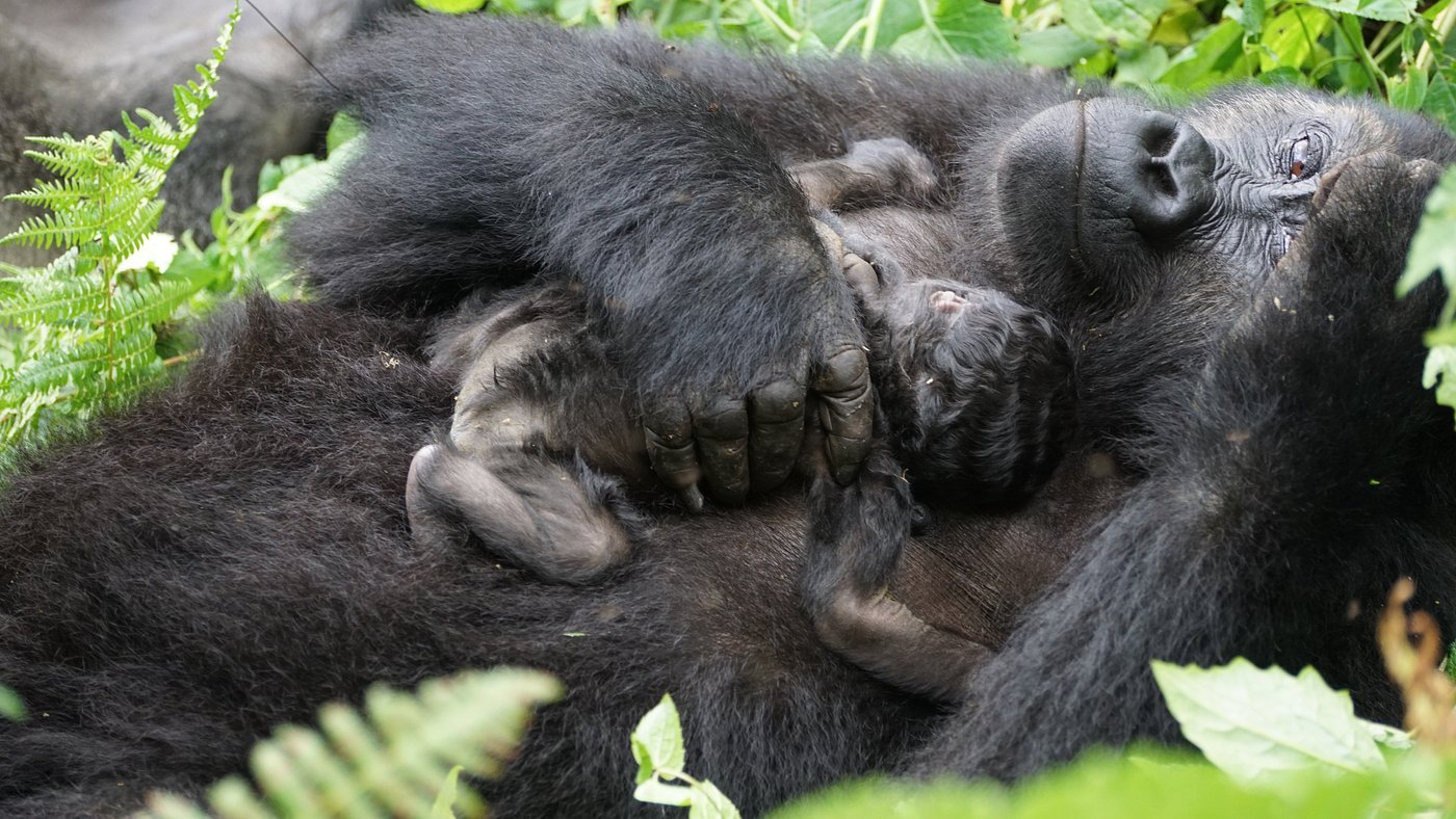 Eastern Lowland Gorilla Safaris Kahuzi-Biega