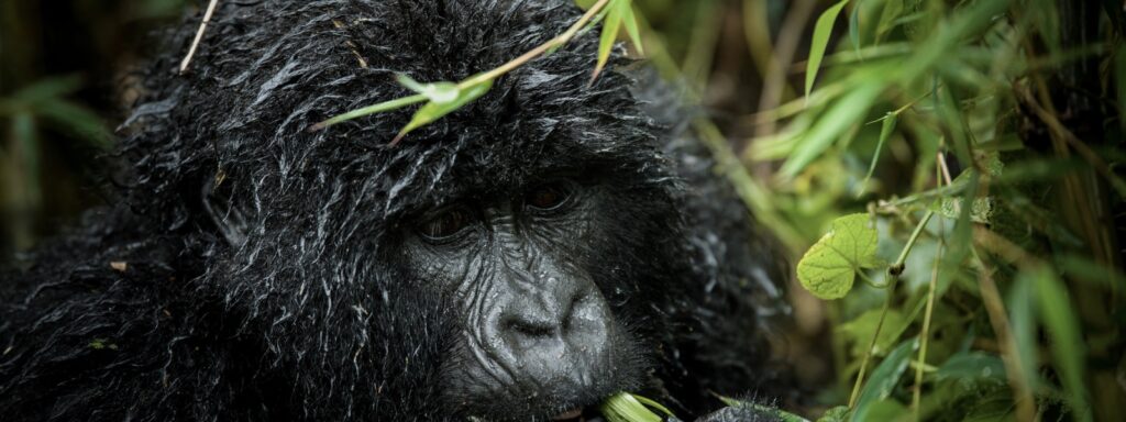 Eastern Lowland Gorilla Safaris Kahuzi-Biega