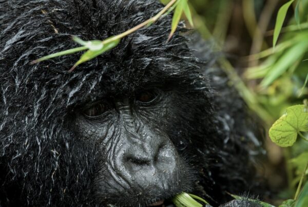 Eastern Lowland Gorilla Safaris Kahuzi-Biega
