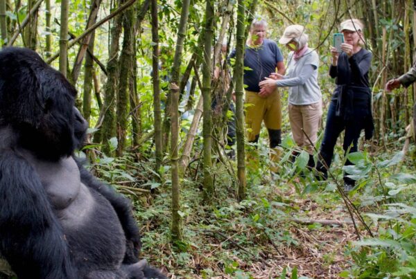 Gorilla Safaris Uganda Self-Drive