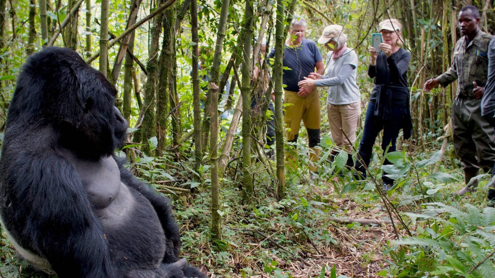 Gorilla Safaris Uganda Self-Drive