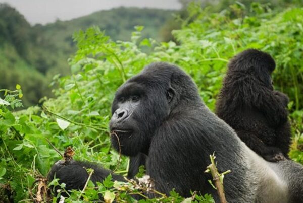 Gorilla Safaris Africa