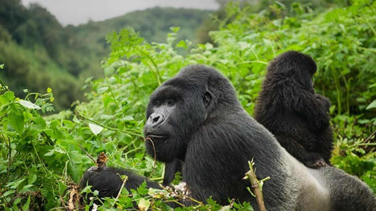 Gorilla Safaris Africa: Every Country, Every Option Compared