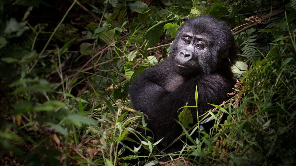 Gorilla Safaris August