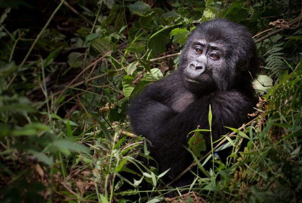 Gorilla Safaris August