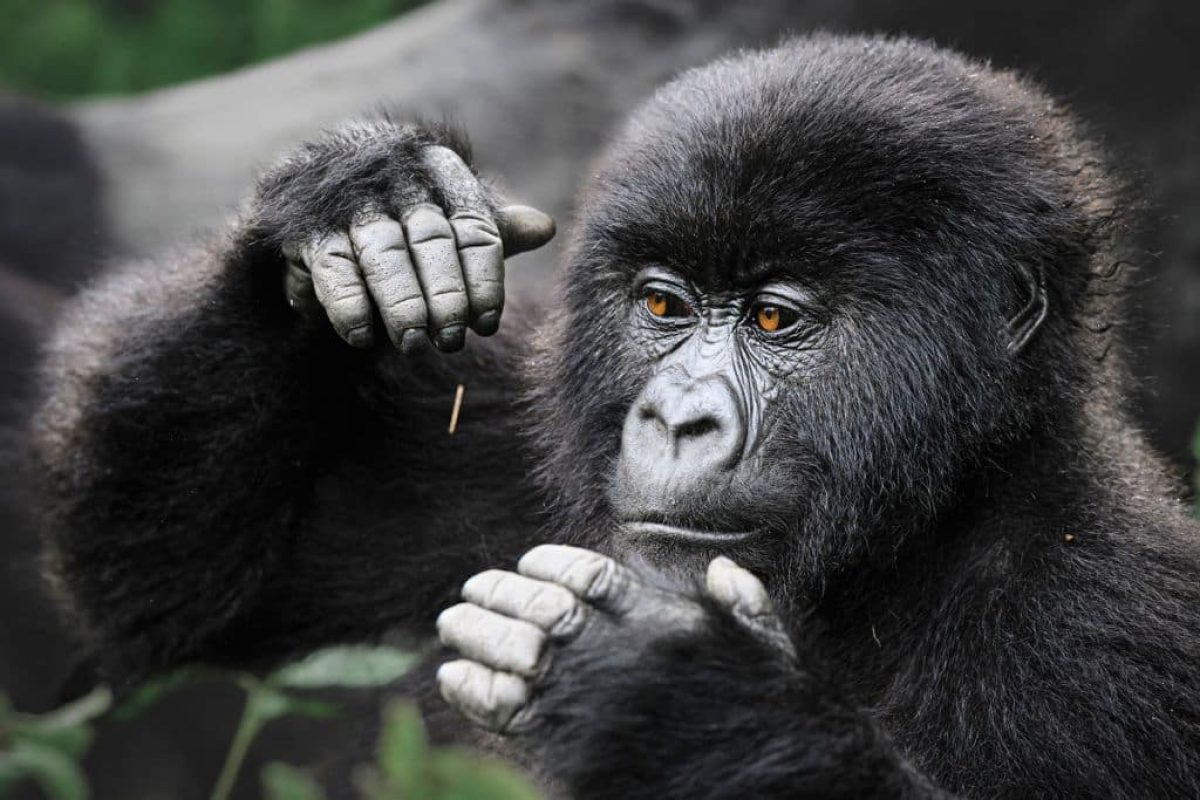 Gorilla Safaris Congo