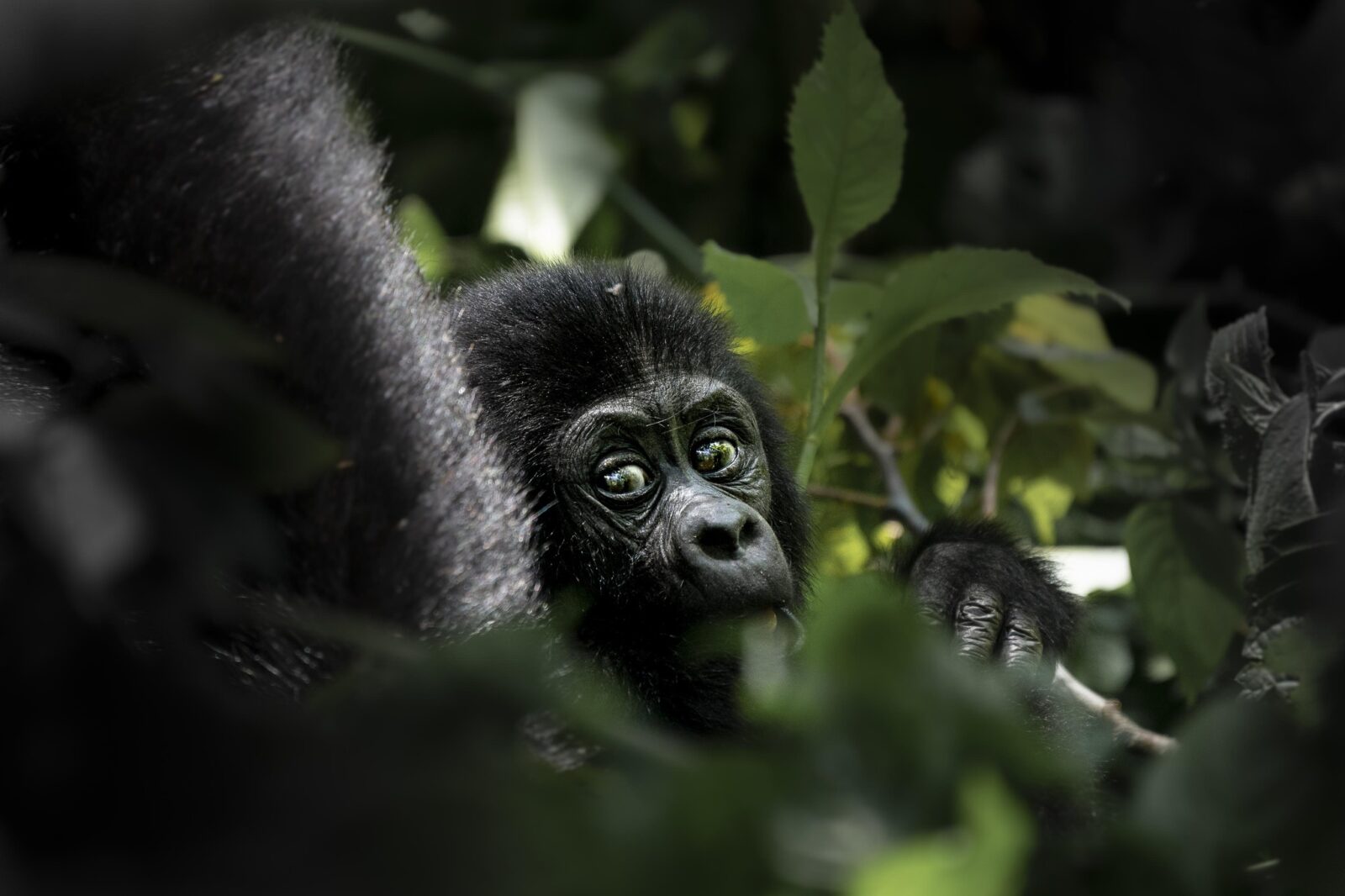 Gorilla Safaris Congo