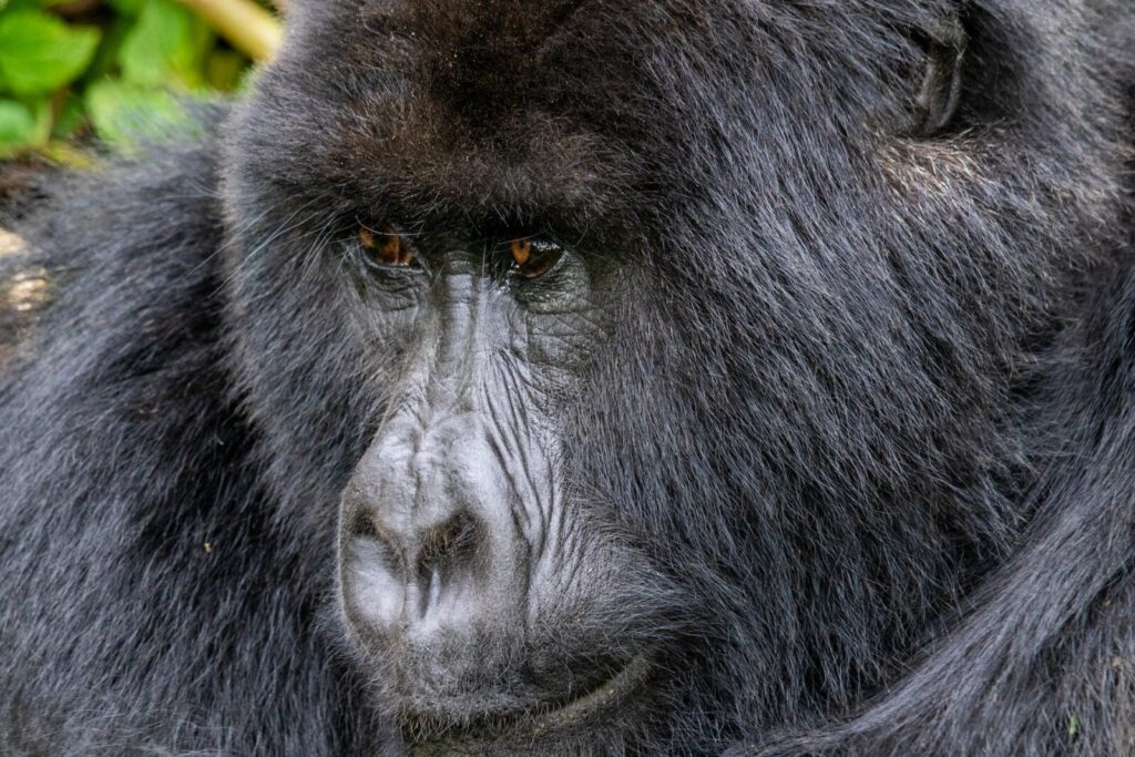 Gorilla Safaris Congo