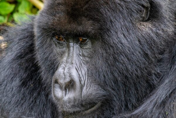 Gorilla Safaris Congo