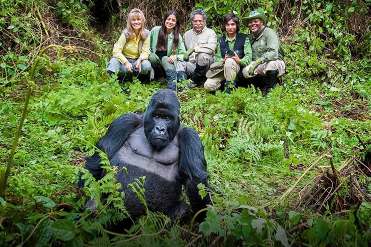 Gorilla Safaris Corporate Incentive