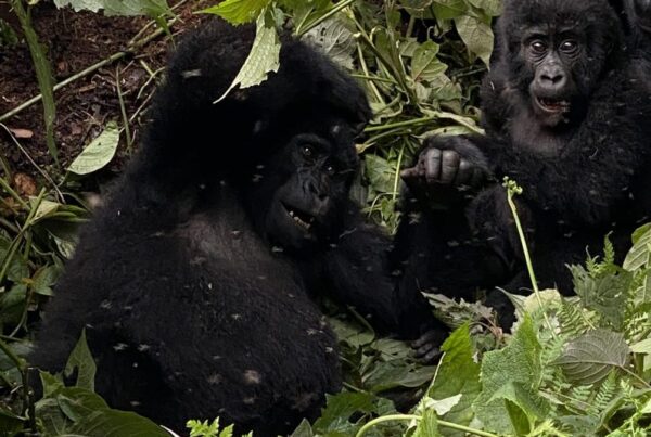 Gorilla Safaris December