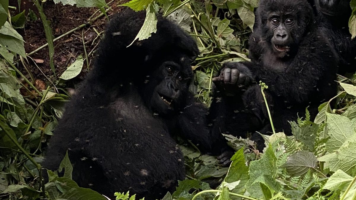 Gorilla Safaris December