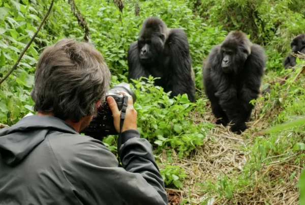 Gorilla Safaris Uganda in the Dry Season