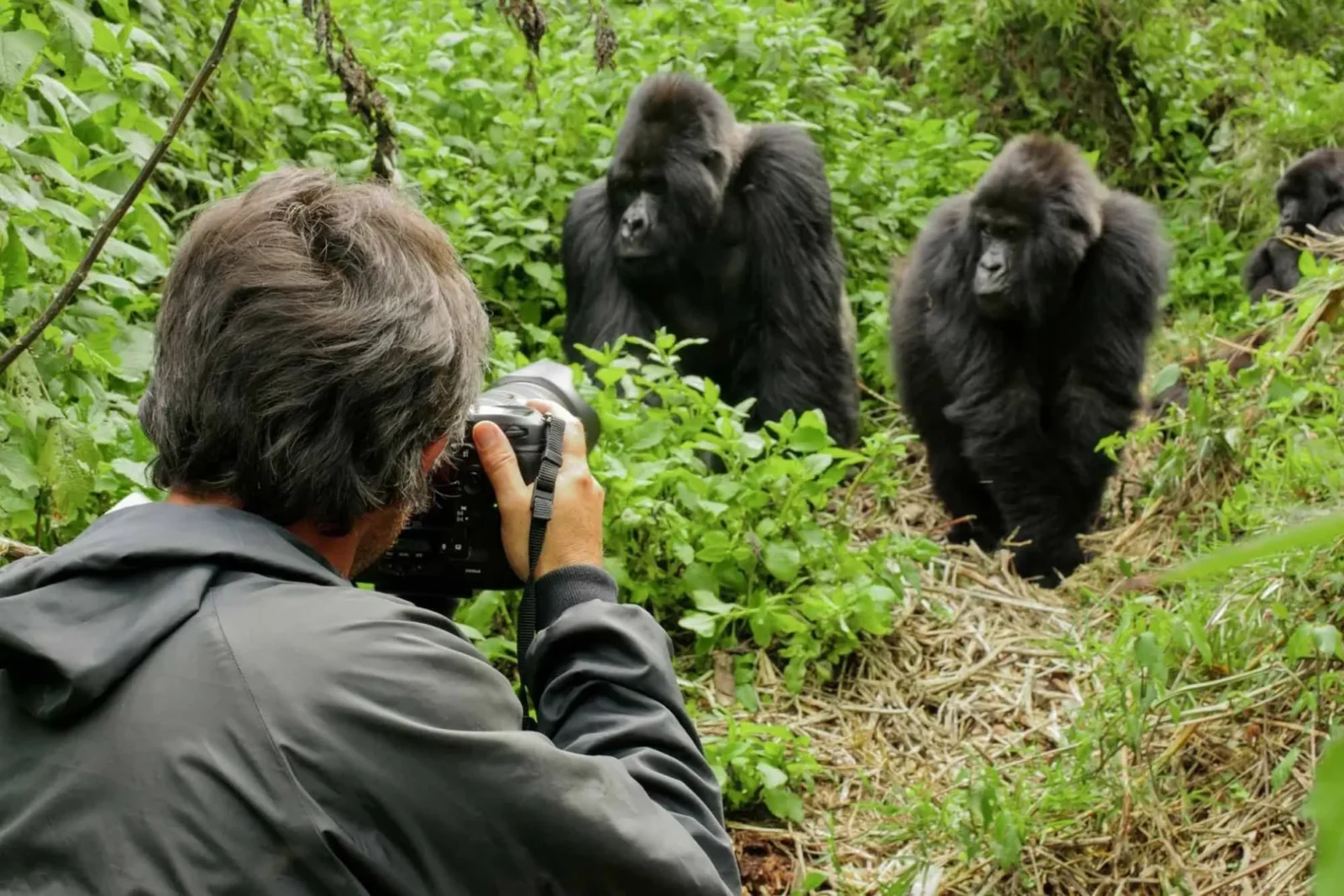 Gorilla Safaris Uganda in the Dry Season