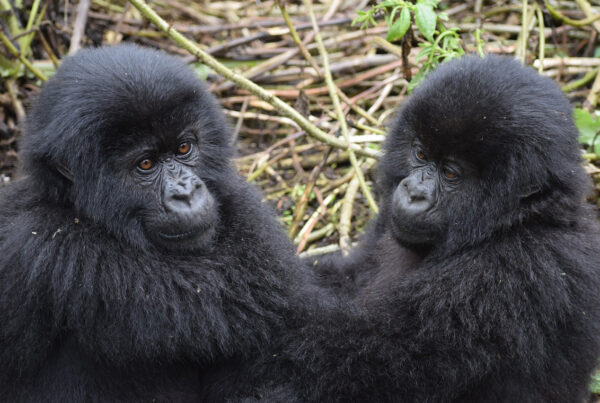 Gorilla Safaris January