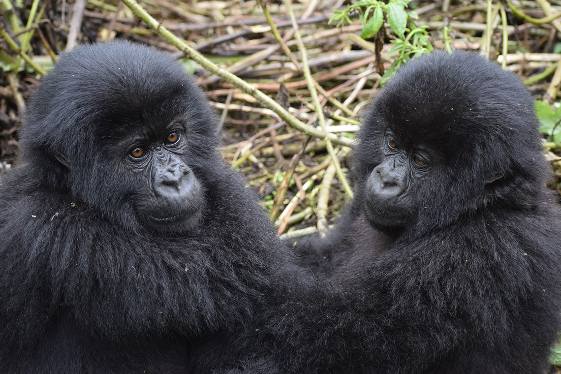 Gorilla Safaris January