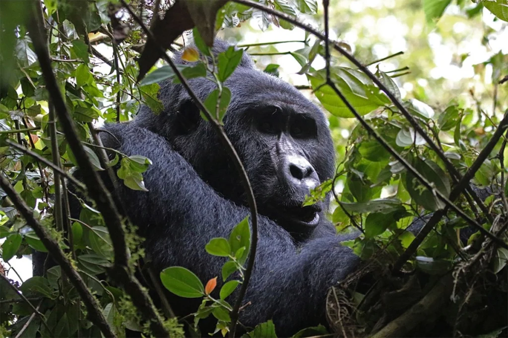 Gorilla Safaris July