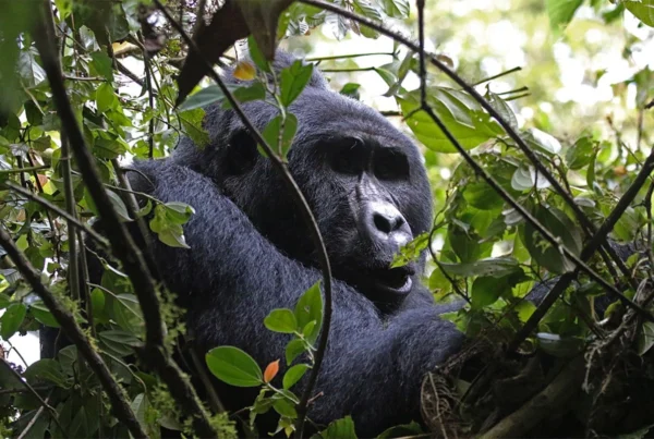 Gorilla Safaris July