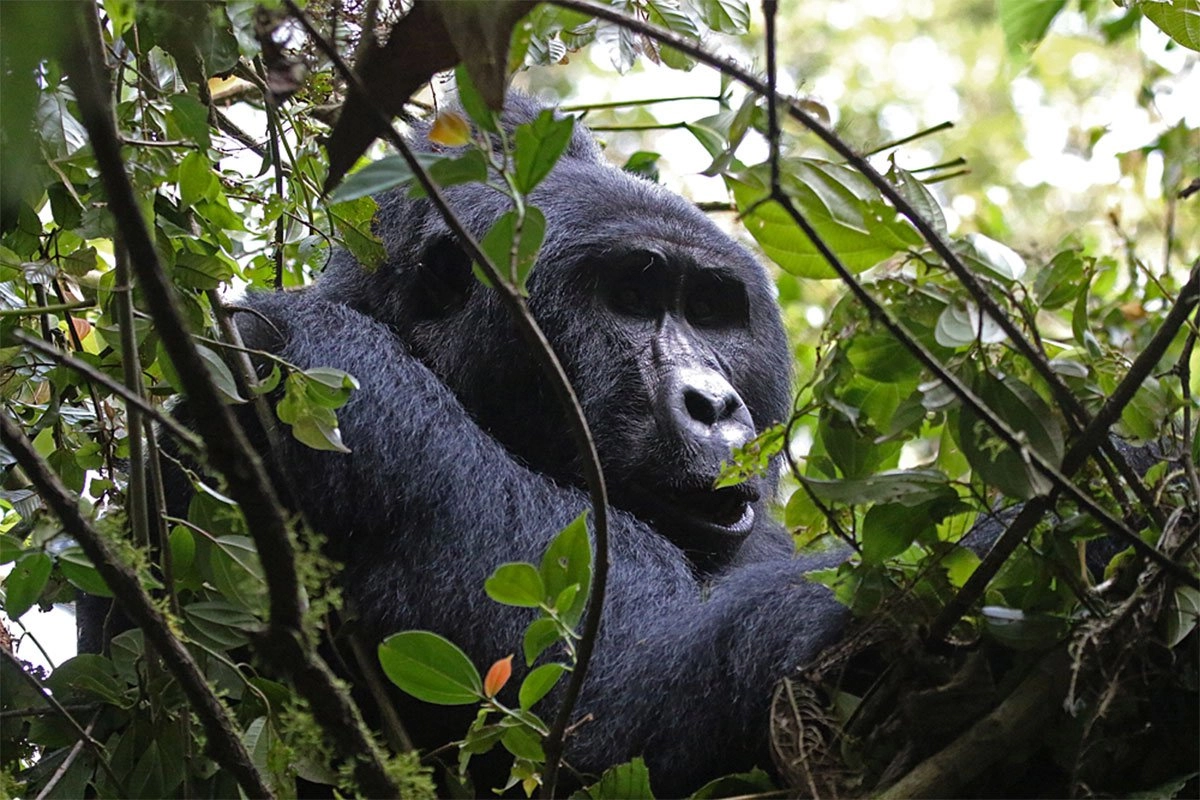 Gorilla Safaris July