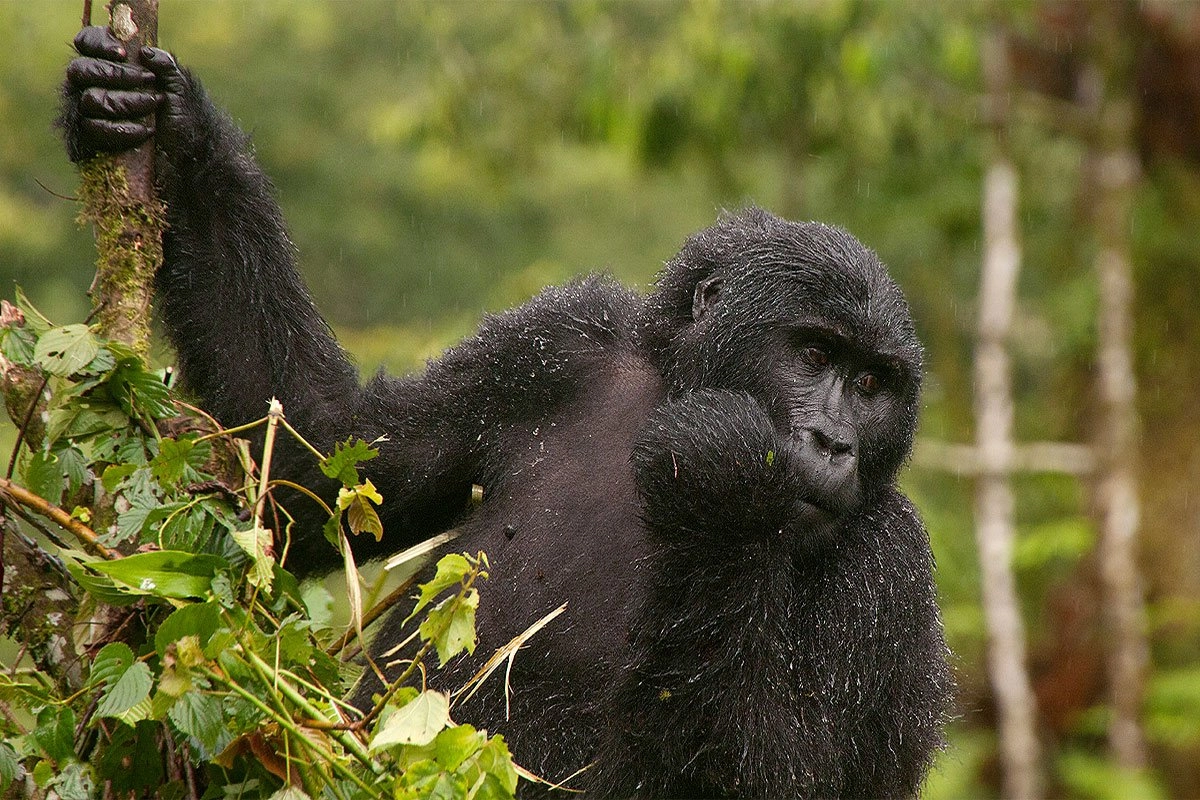 Gorilla Safaris March
