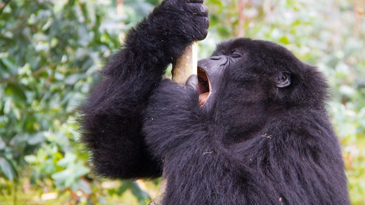 Gorilla Safaris November