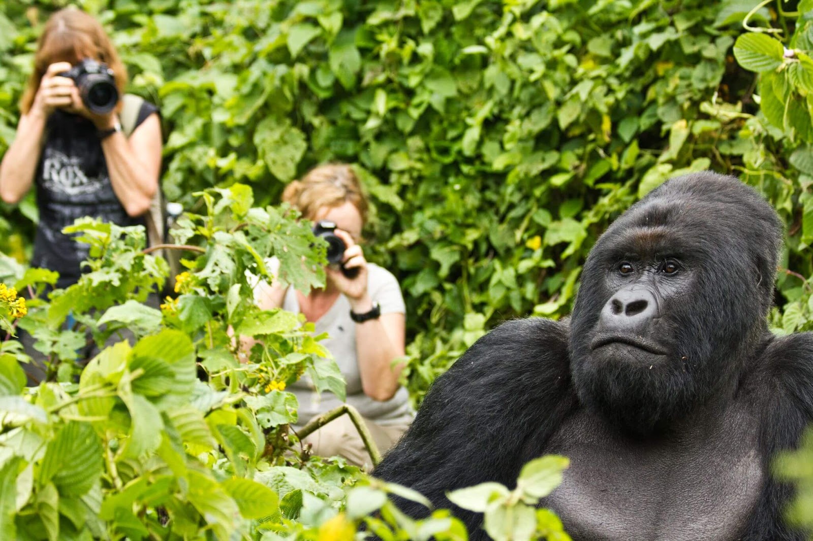 Gorilla Safaris Rwanda 3 Days