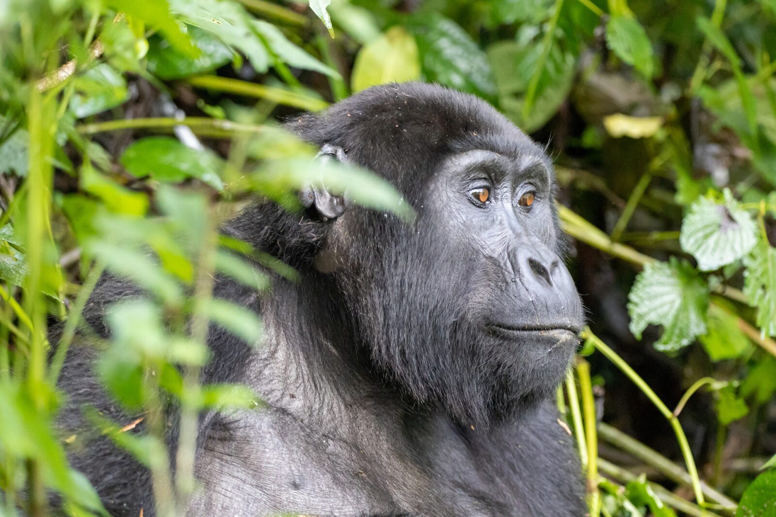 Gorilla Safaris Rwanda 3 Days