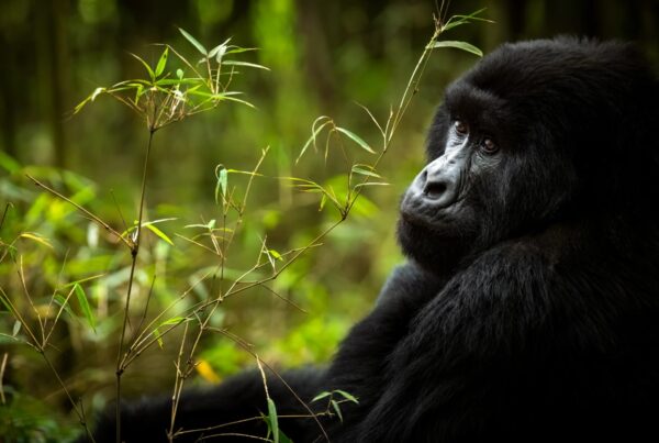 Gorilla Safaris Rwanda 5 Days