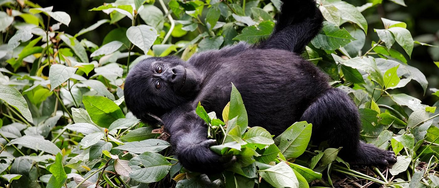 Gorilla Safaris Rwanda 5 Days