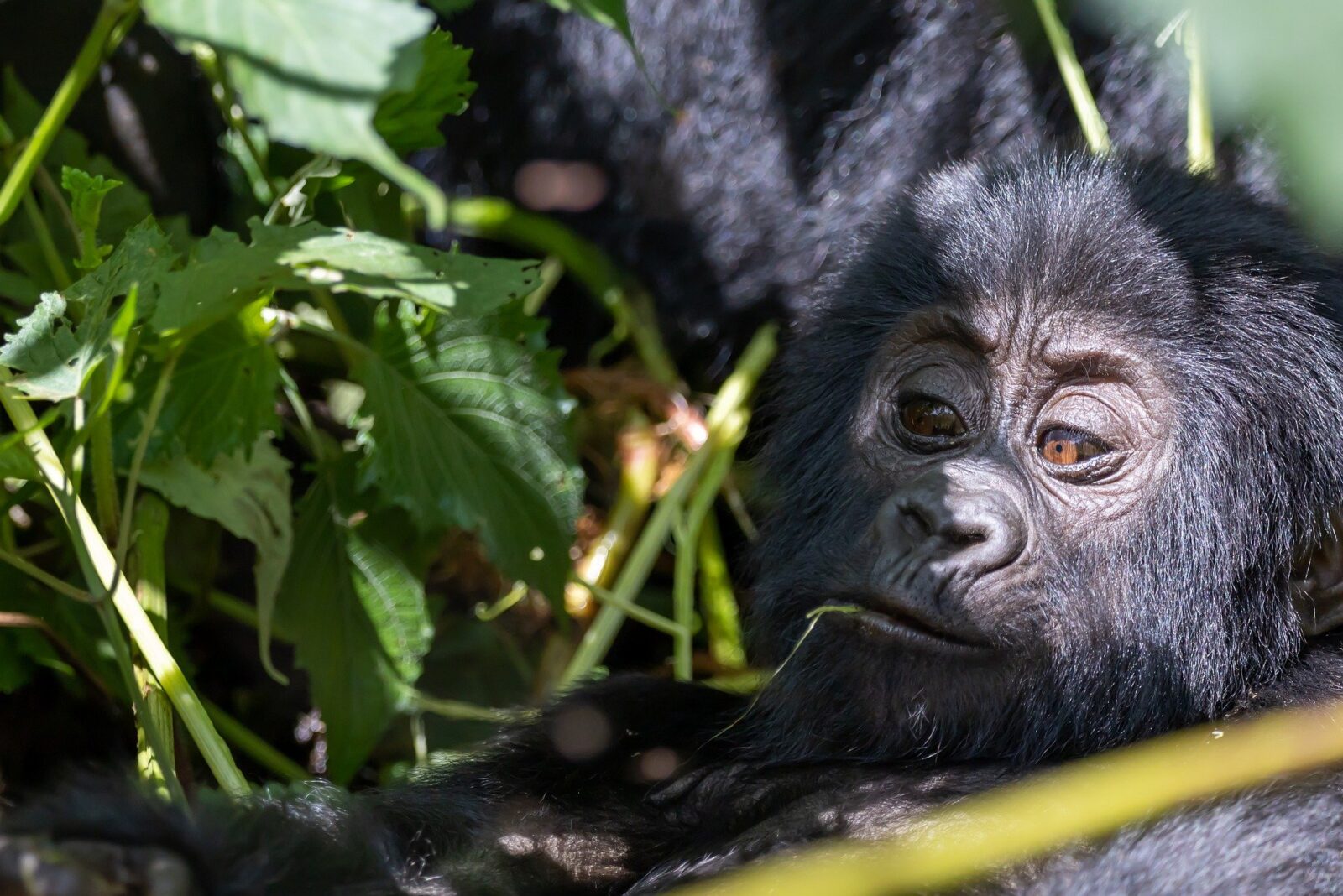 Gorilla Safaris Rwanda 7 Days