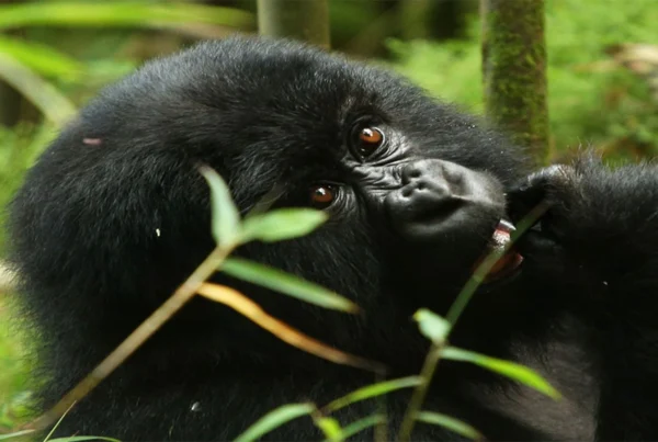 Gorilla Safaris Rwanda 7 Days