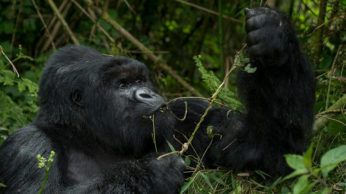 Gorilla Safaris Rwanda 7 Days