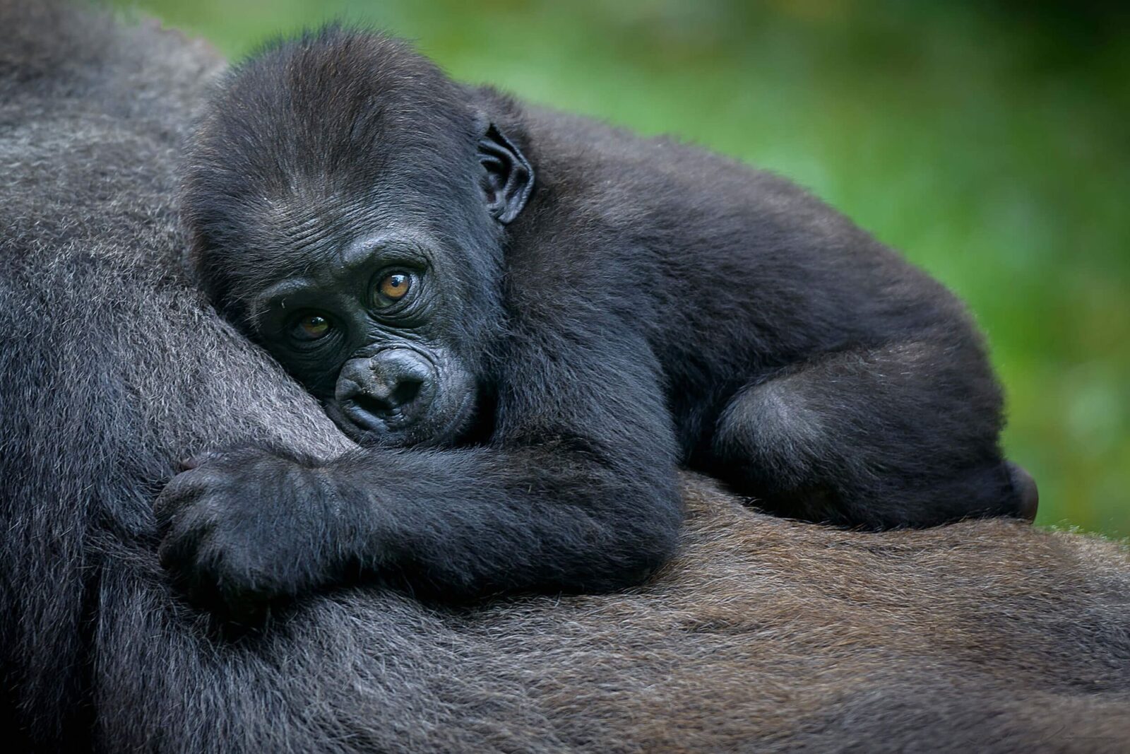 Gorilla Safaris Rwanda Combined with Akagera