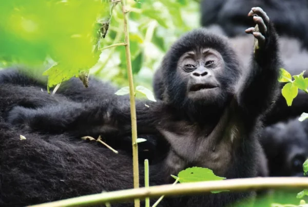 Gorilla Safaris Rwanda Combined with Akagera