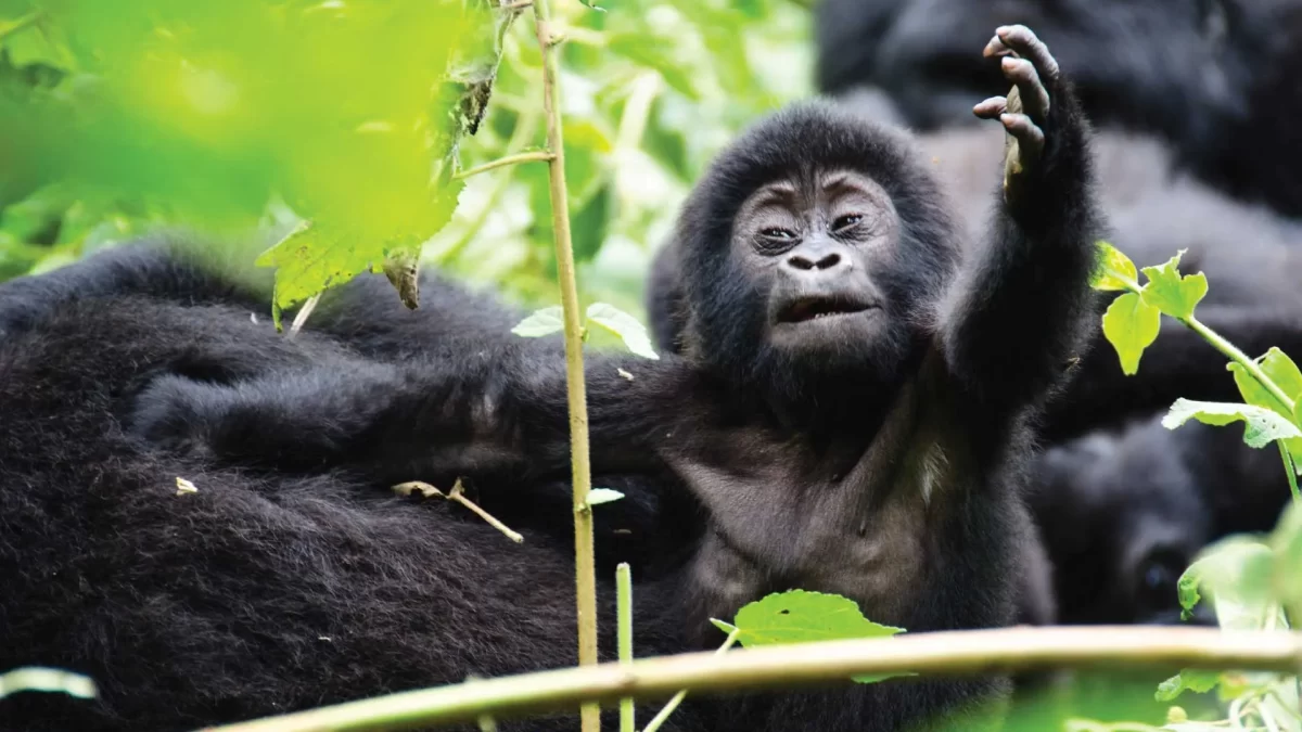 Gorilla Safaris Rwanda Combined with Akagera