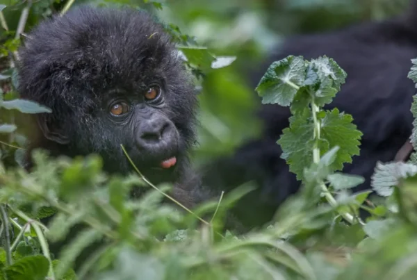 Gorilla Safaris Rwanda Combined with Lake Kivu
