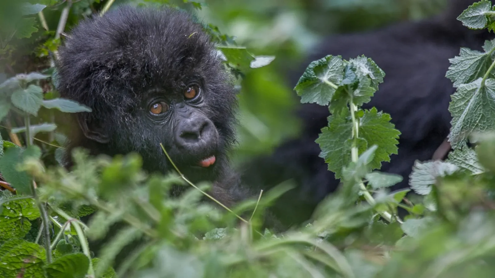 Gorilla Safaris Rwanda Combined with Lake Kivu
