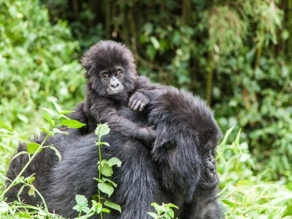 Gorilla Safaris Rwanda Combined with Lake Kivu