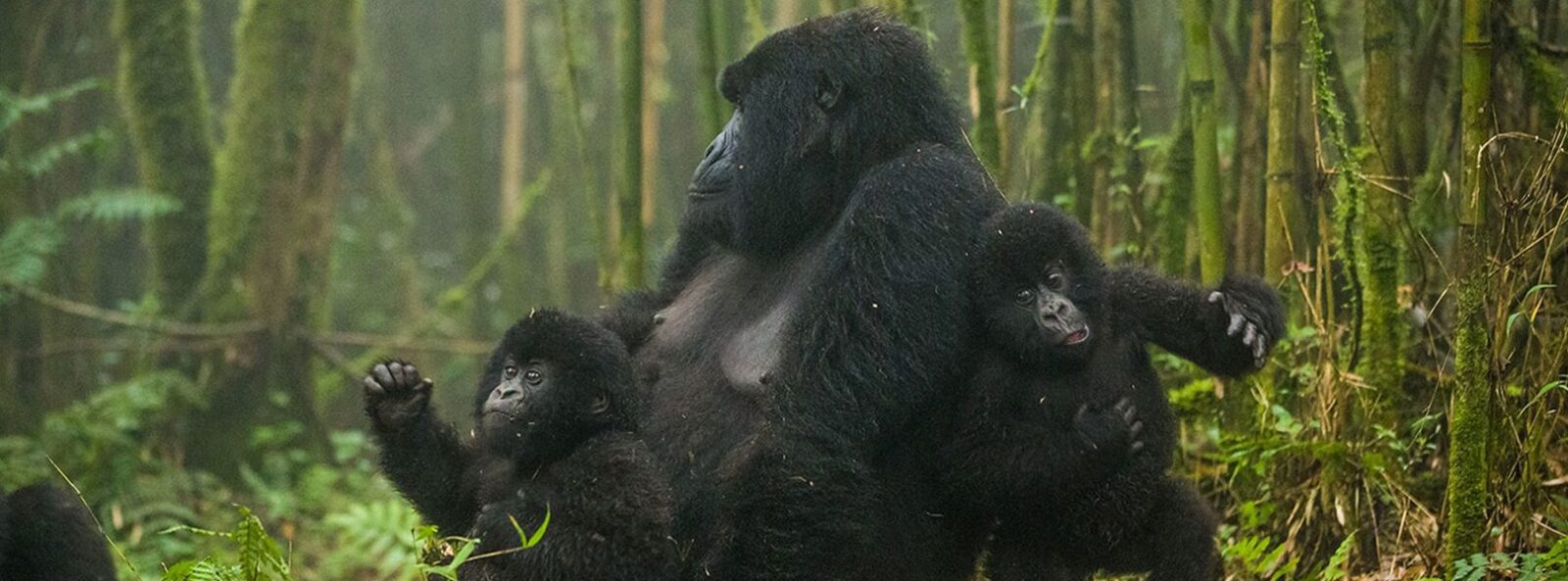 Gorilla Safaris Rwanda Combined with Lake Kivu