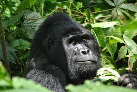 Gorilla Safaris Rwanda Combined with Lake Kivu