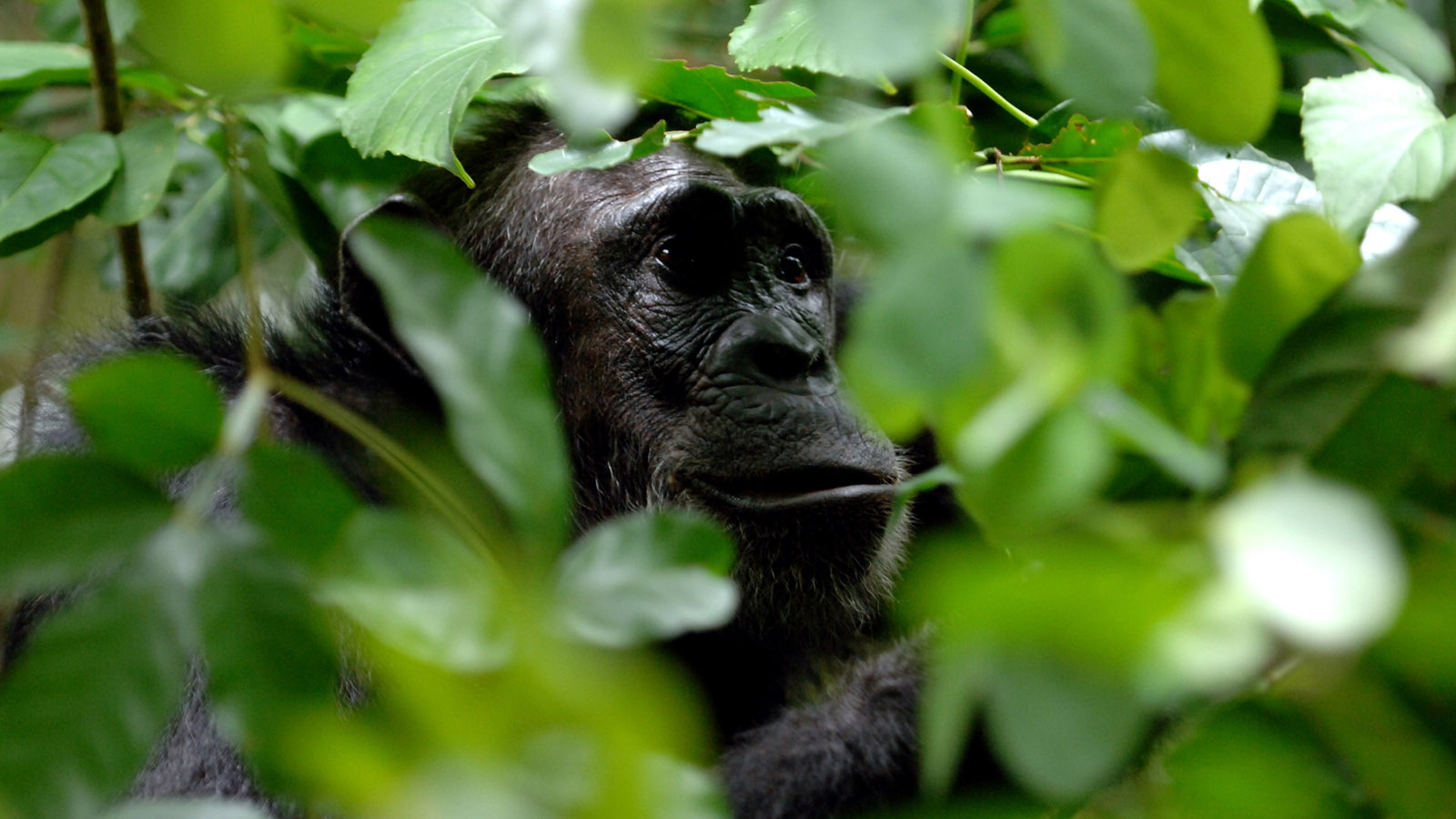 Gorilla Safaris Rwanda Combined with Nyungwe