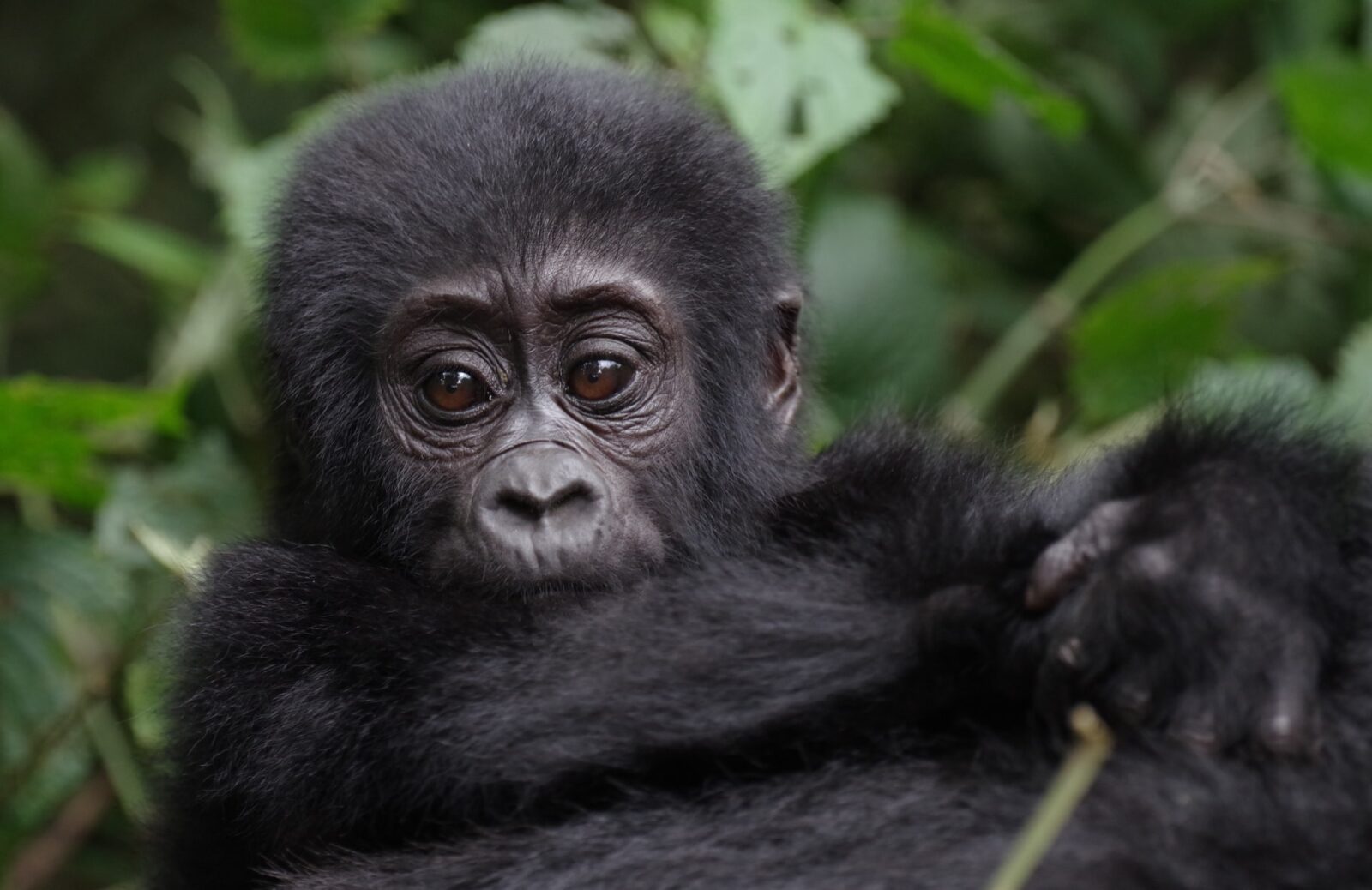 Gorilla Safaris Rwanda Combined with Nyungwe
