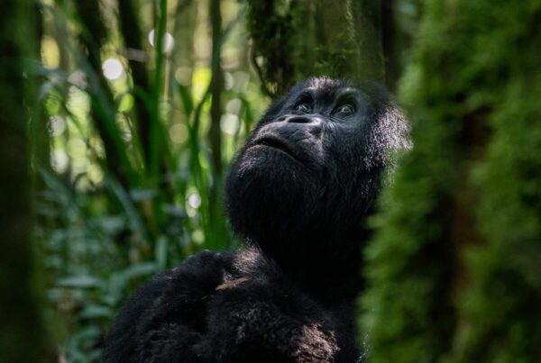 Gorilla Safaris Rwanda Combined with Nyungwe