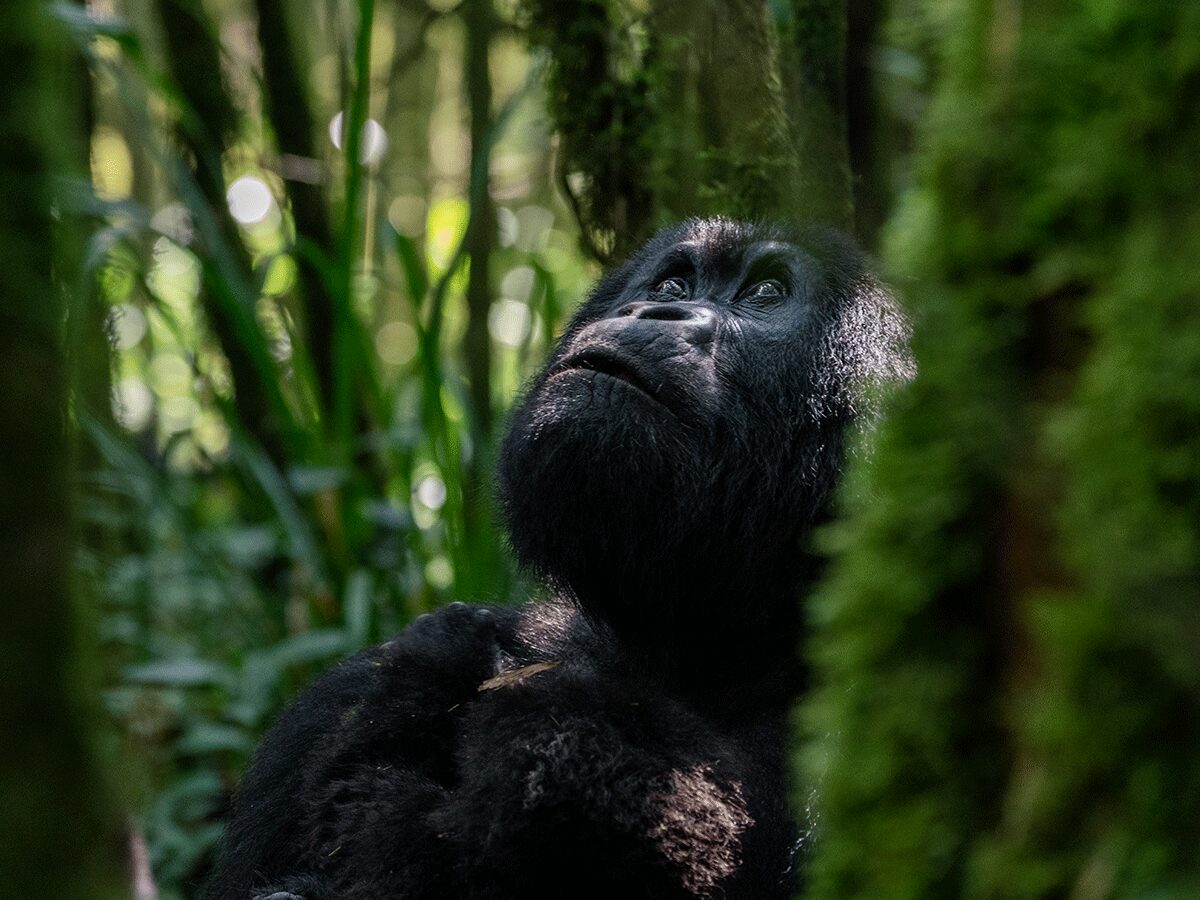 Gorilla Safaris Rwanda Combined with Nyungwe