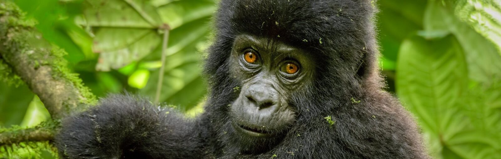 Gorilla Safaris Rwanda Day Trip from Kigali
