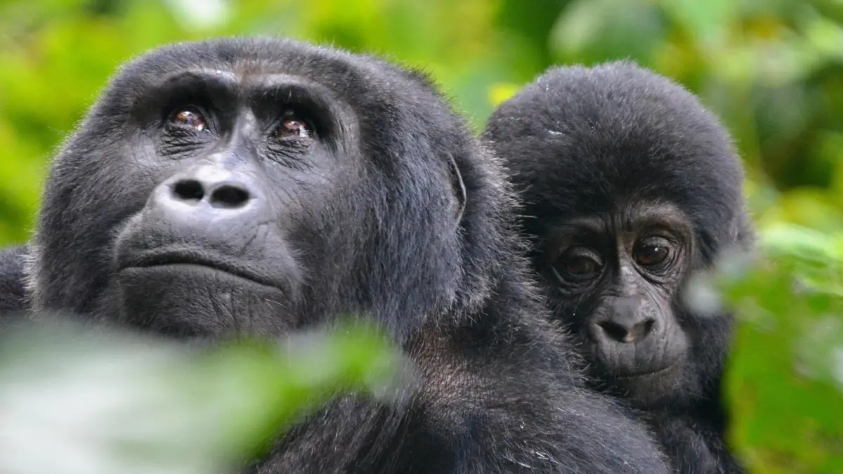 Gorilla Safaris Rwanda Day Trip from Kigali