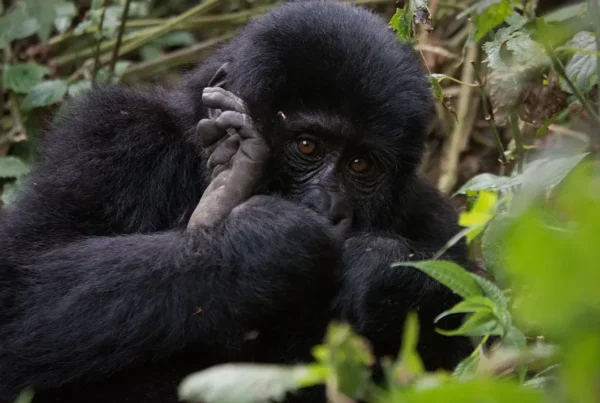 Gorilla Safaris Rwanda Day Trip from Kigali