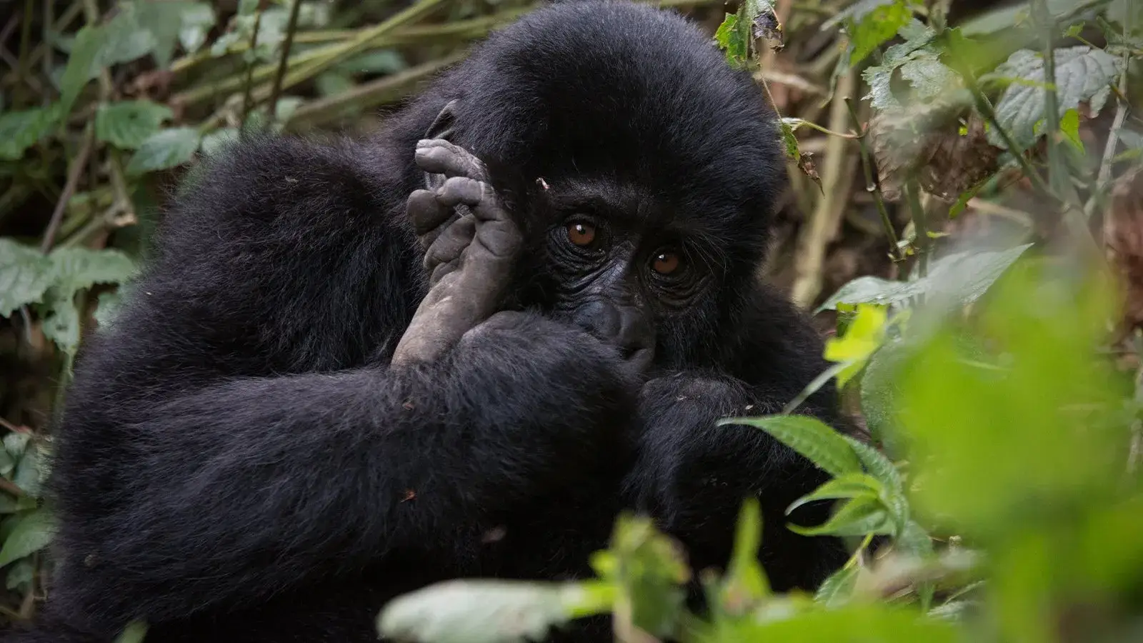 Gorilla Safaris Rwanda Day Trip from Kigali